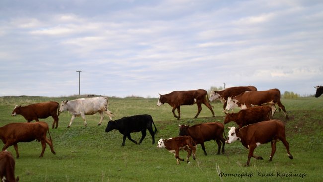 В Оренбургской области снят карантин по ящуру
