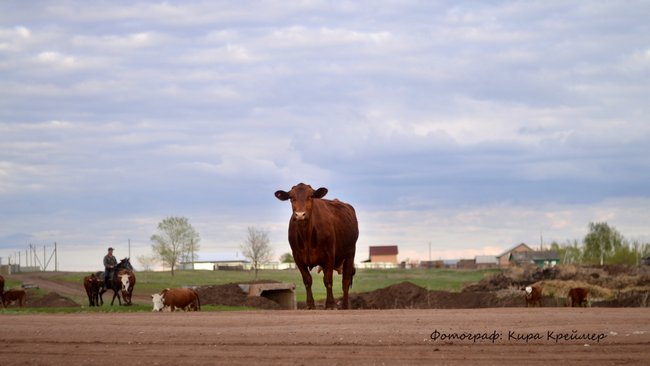 Госдума приняла закон о праве собственности на навоз