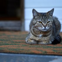 Домашним питомцам нечего будет есть?