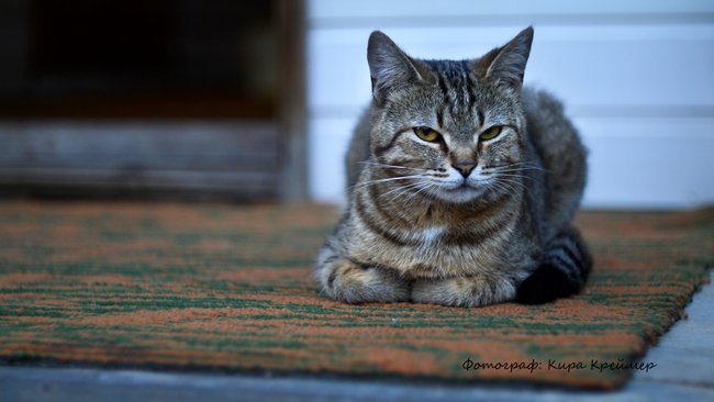 Домашним питомцам нечего будет есть?