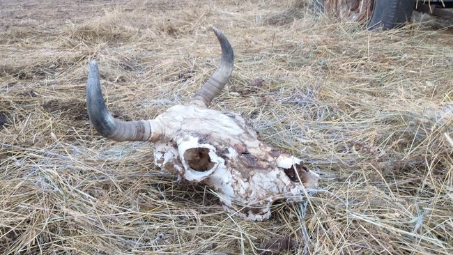 В Оренбуржье 