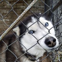 В России предлагают создать зоополицию