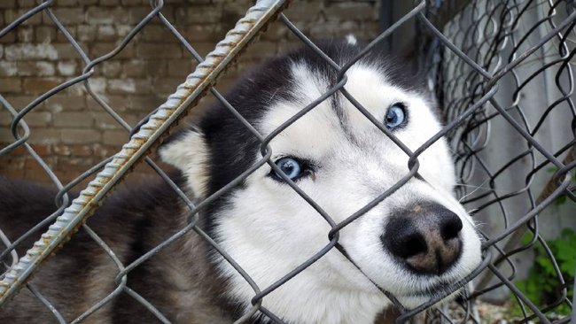 В России предлагают создать зоополицию