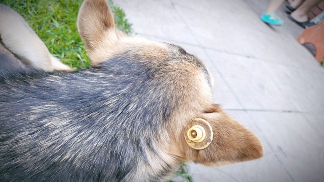 На отлов бездомных животных в Бузулукском районе готовы выделить порядка миллиона рублей