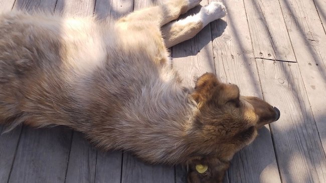 Укус собаки во дворе школы: в Тоцком районе с чиновников взыскали деньги