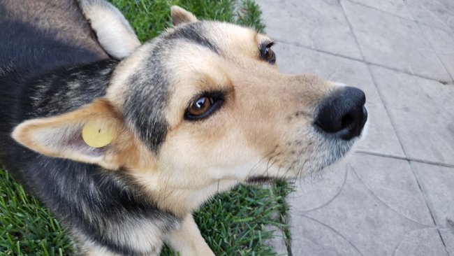 Госдума приняла закон, который остался гуманным к собакам больше, чем к людям