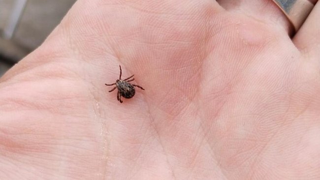 Снова на охоте: бузулучан предупреждают о второй волне активности клещей