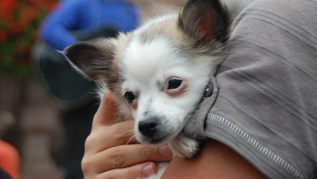 За укус собаки хозяину питомца придется заплатить до 200 000 рублей