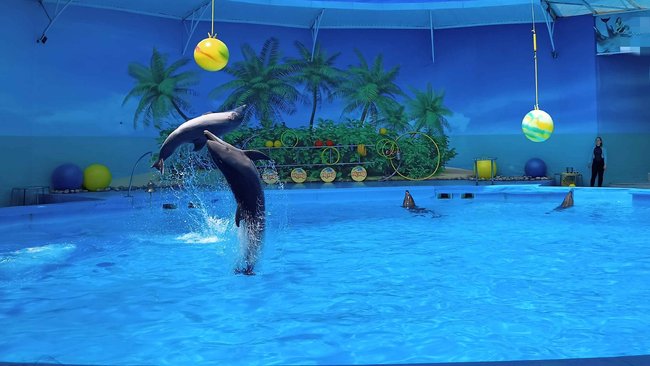 Морских млекопитающих запретят вылавливать для шоу