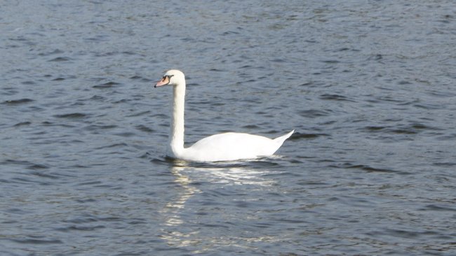 В Бузулукском районе лебеди облюбовали пруды и уже обзавелись потомством 