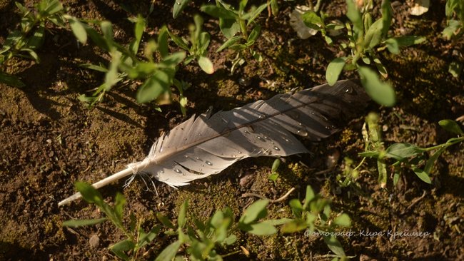 Оренбуржец подал в суд из-за соседских голубей. Закон оказался на его стороне 