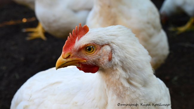 Очаг птичьего гриппа выявлен в селе Бузулукского района