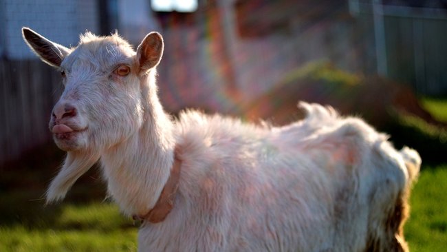 Что делать, если соседские животные источают дурной запах? 