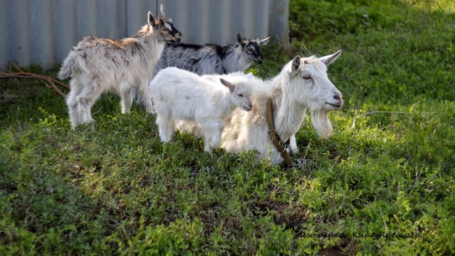 Что делать, если сосед ведёт бесконтрольный выпас скота?