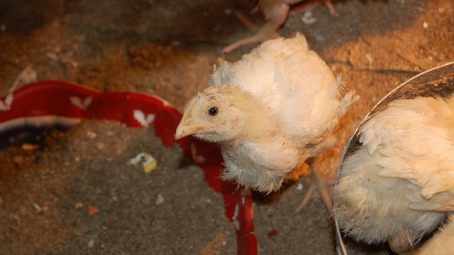 Минсоцразвития Оренбуржья взыскало с бузулучанки деньги, полученные ею по соцконтракту