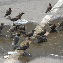 Какое лето было самым жарким в России