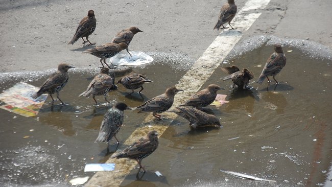 Когда Бузулук покинет аномальная жара