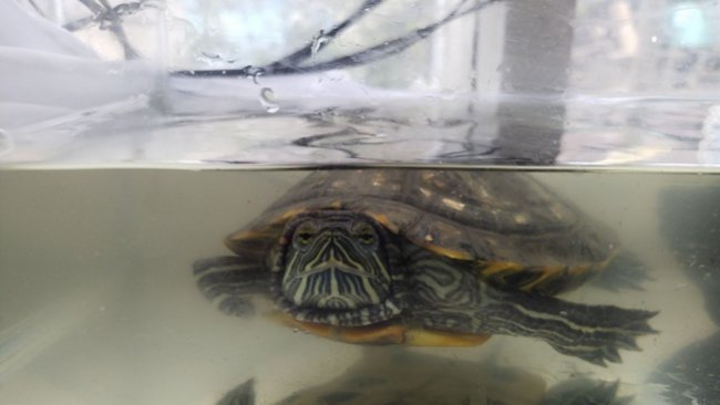 При продаже животных в зоомагазинах будут учитываться интересы соседей