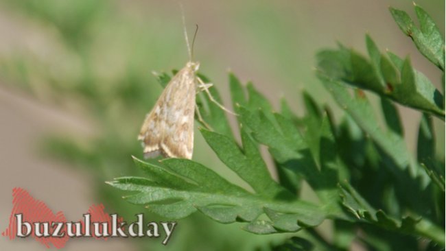 Ожидать ли бузулучанам наплыва луговых мотыльков, как в прошлом году?