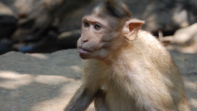 Из Оренбуржья незаконно пытались вывезти лапундера 