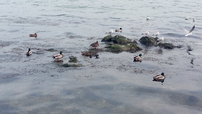 В Оренбуржье установлены сроки охоты в весенний период