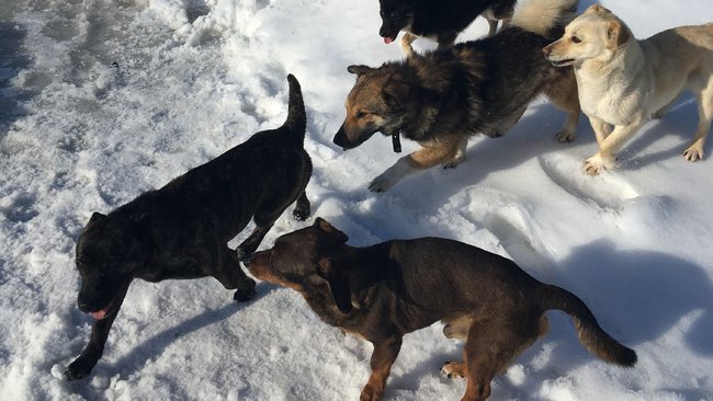 Бузулучане ищут управу на бродячих собак