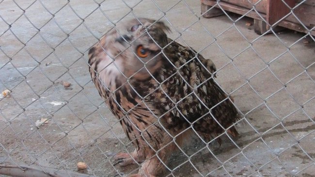 Спасение совы и изнасилование на кладбище: недельный обзор работы службы 