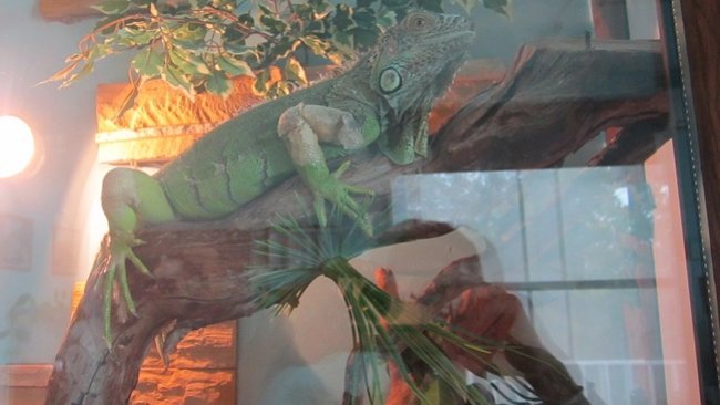 В Бузулуке передвижной зоопарк с рептилиями оказался без лицензии