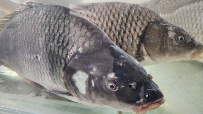 Сколько рыбы в сутки разрешено ловить оренбуржцам?