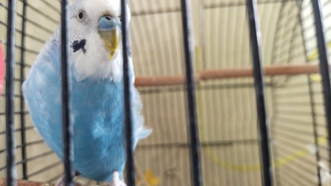 Изменения в законодательстве: животных следует продавать с комфортом