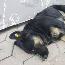 В Оренбурге после нападения бродячей собаки госпитализирован шестилетний мальчик