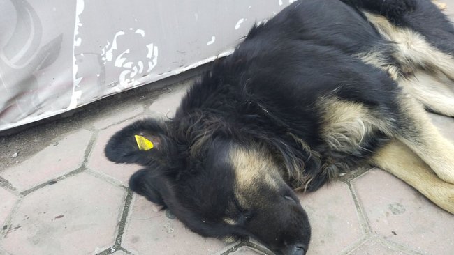 В Оренбурге после нападения бродячей собаки госпитализирован шестилетний мальчик