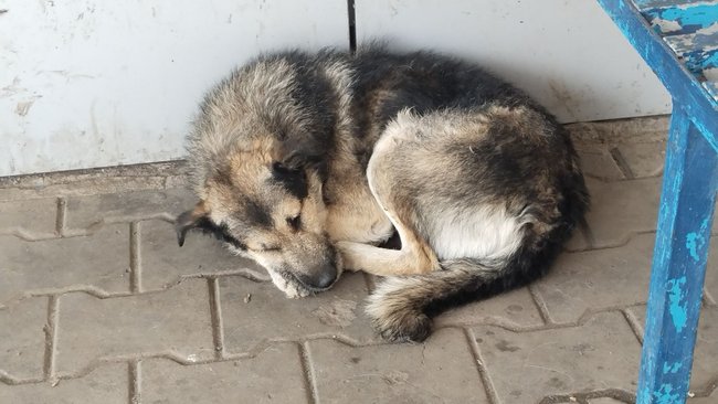 Бузулучане обеспокоены ситуацией с бродячими собаками 