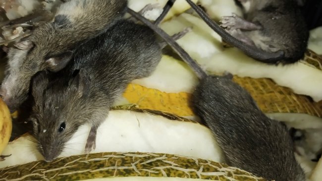 Осторожно, мыши! В Оренбуржье 53 человека 