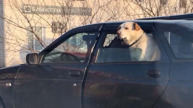В Бузулуке нет специальных мест для выгула домашних собак