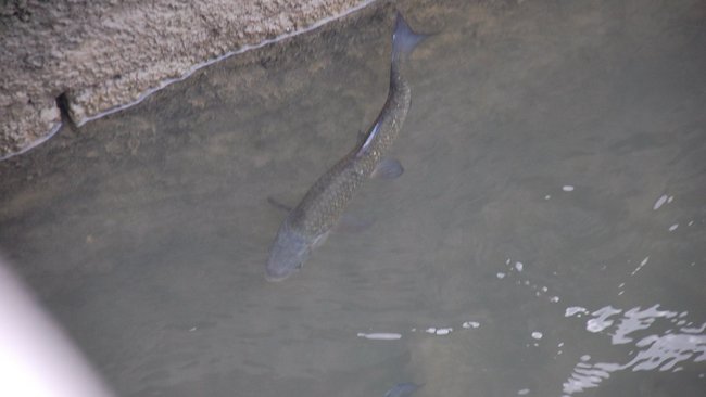 На рыбалку: когда в Оренбуржье начнутся ограничения по рыбной ловле? 