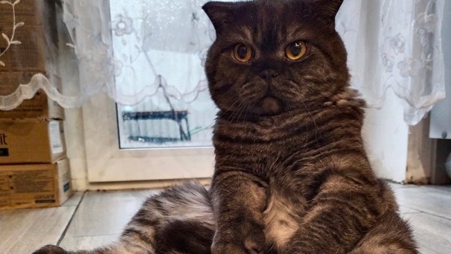 Усы, лапы, хвост: в Оренбуржье привезли выставку котов без ветдокументов