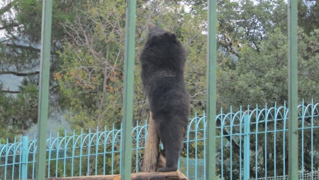 Правда ли, что в Оренбуржье нашествие медведей? 