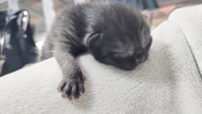 Почему вредно спать с домашними животными?