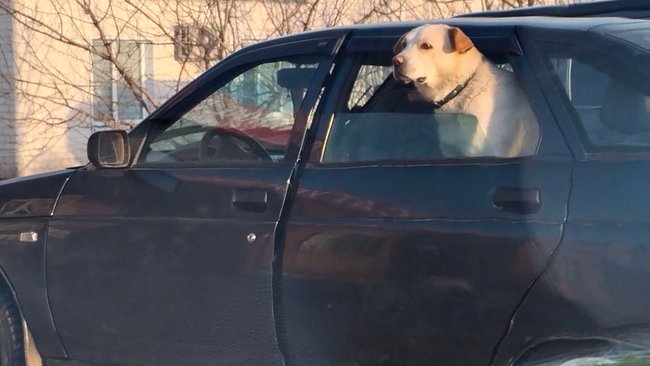 Четвертое место в России по количеству бродячих собак заняла Оренбургская область 