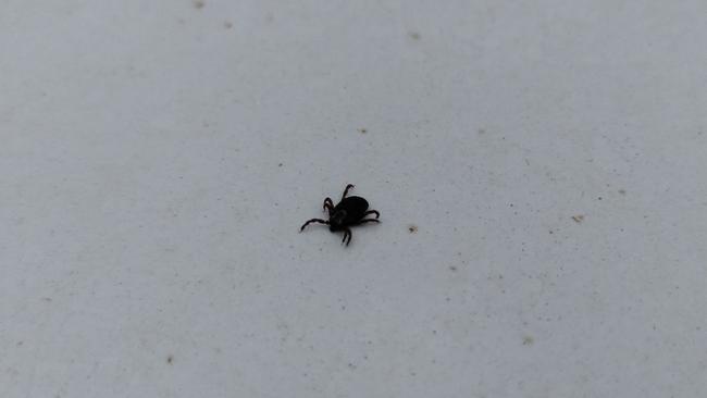 В Оренбуржье зафиксирован случай заболевания клещевым энцефалитом