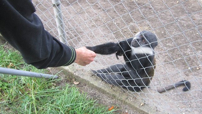 В России зарегистрировали первый случай оспы обезьян