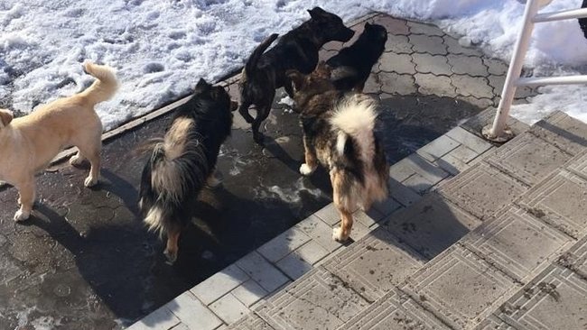 Только 16% бродячих собак за год маркировали в Оренбуржье