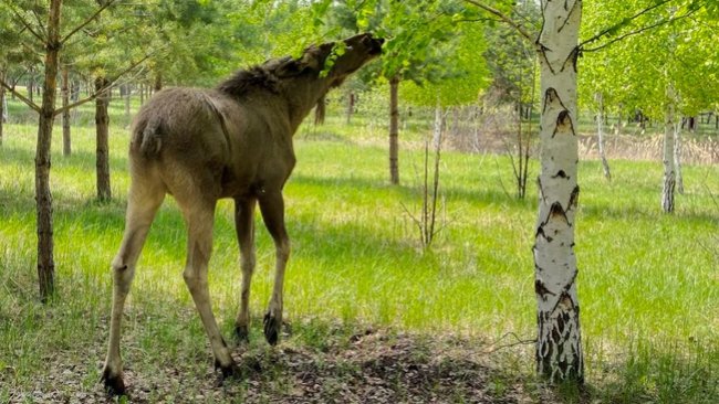 Бузулучанину за сбитого на дороге лося выставили 