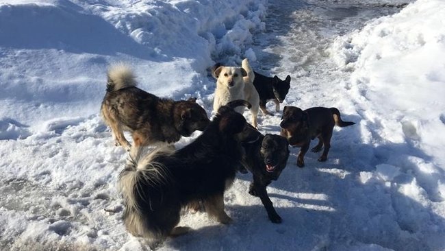 О проблеме с бродячими собаками местные депутаты расскажут московским 