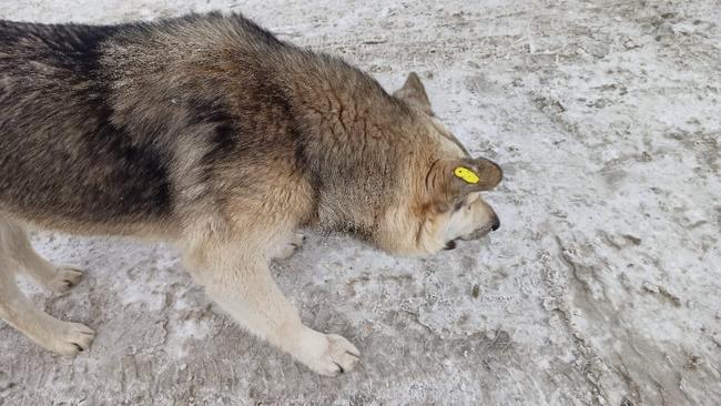 Администрация Бузулукского района ищет подрядчика по отлову бродячих животных 