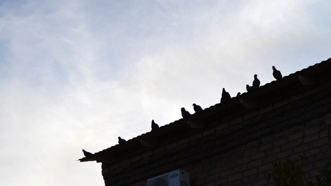 Девушки на крыше многоэтажки и порыв водовода: более 21 000 звонков на «112» за неделю