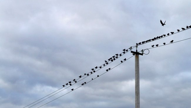 В Бузулукском районе с людей требуют деньги за перенос электропроводов