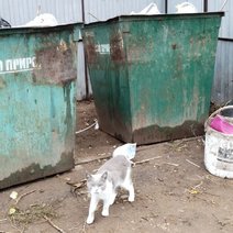 В Бузулукском районе прежний график вывоза мусора передадут регоператору